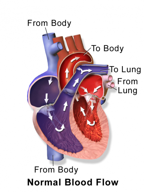 Diagram of heart showing normal blood flow pathway
