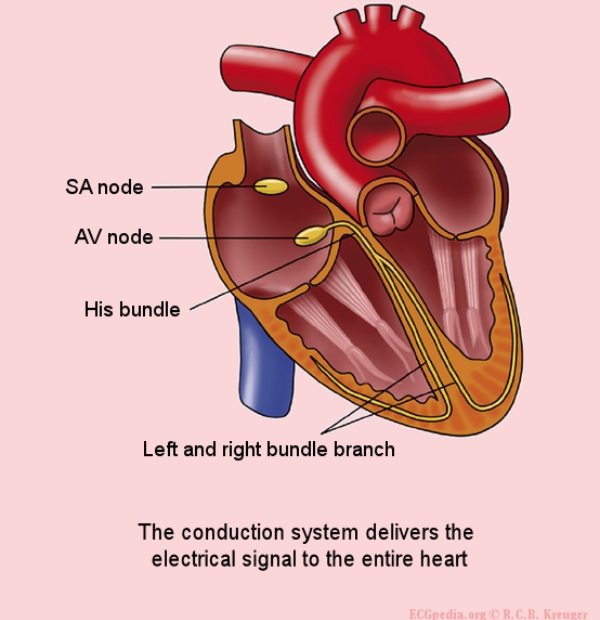 Image of heart showing atria, ventricles and the electrical conduction system 