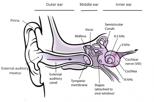 Labelled anatomy of the ear