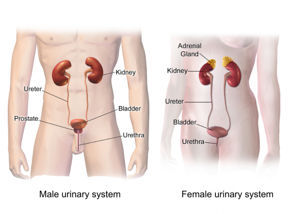 Male and female urinary systems showing location of kidneys
