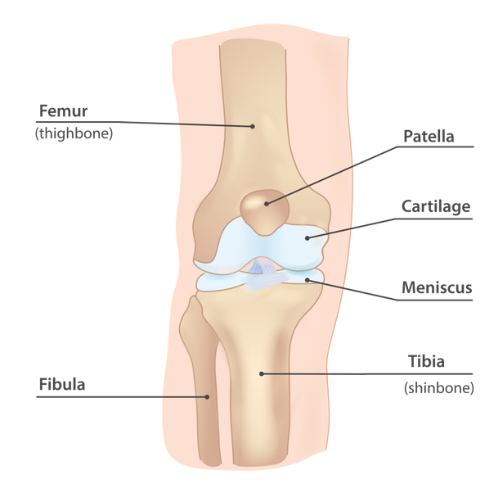 Labelled anatomy of the knee