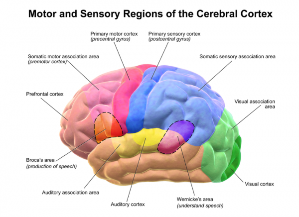 Motor and sensory regions of the cerebral cortex labelled in brain diagram