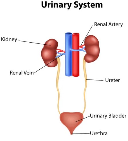 Representation of the urinary system with different parts labelled