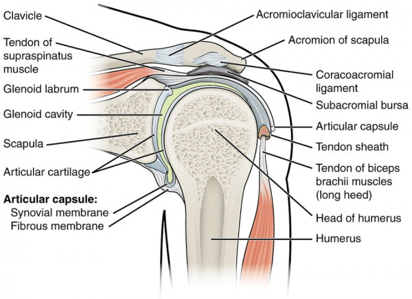 Shoulder anatomy with labels