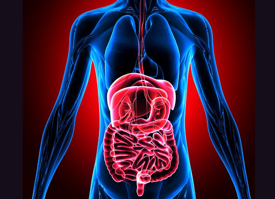 Virtual representation of the digestive system