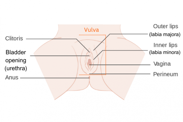 Labelled image of the vulva