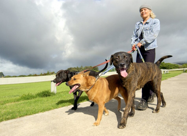 Woman walking with three dogs on leads