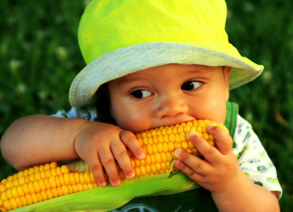 Small child in sun hat eating corn cob 