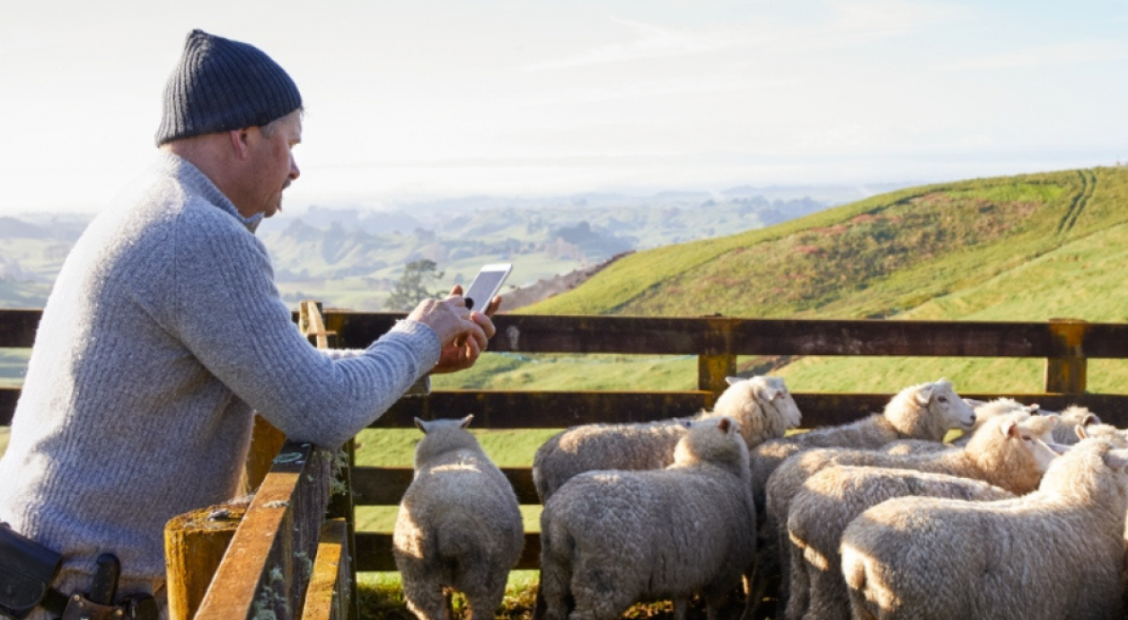 sheep farmer counting his sheep using his phone
