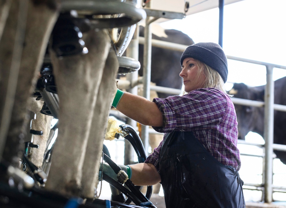 Woman milking cows in Matamata NZ