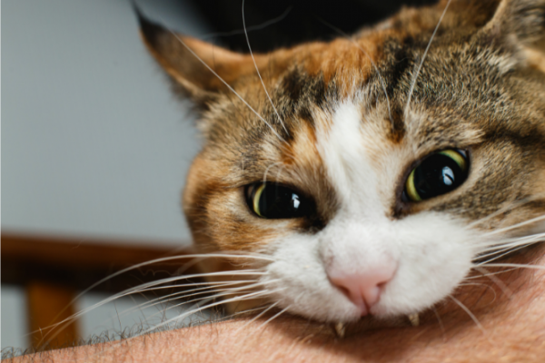 Cat baring teeth bites into human arm