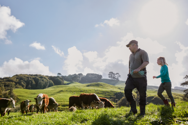 Farm life - farmer with cows in Aotearoa New Zealand 
