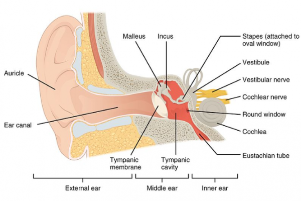 Ear anatomy with parts labelled