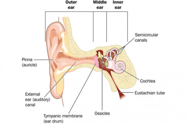 Graphic illustration of the anatomy of the ear