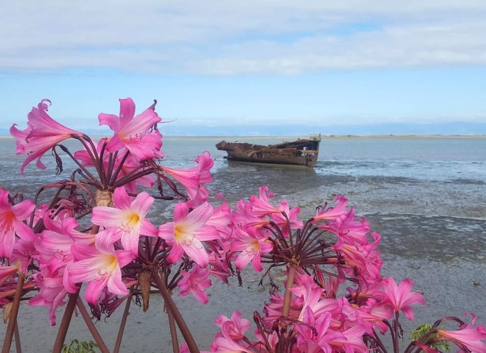 Janie Seddon ship wreck with pink flowers in foreground