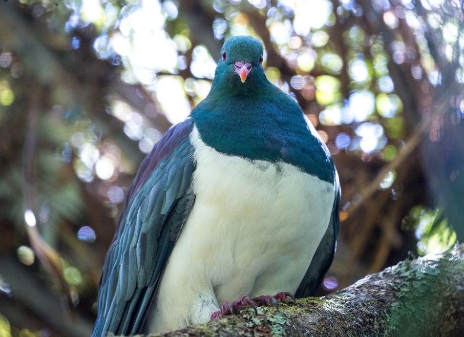 New Zealand Kereru bird Canva