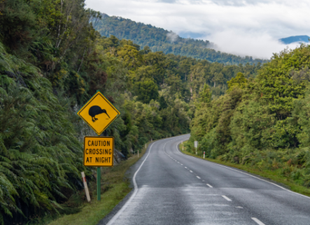 New Zealand road with kiwi crossing sign 