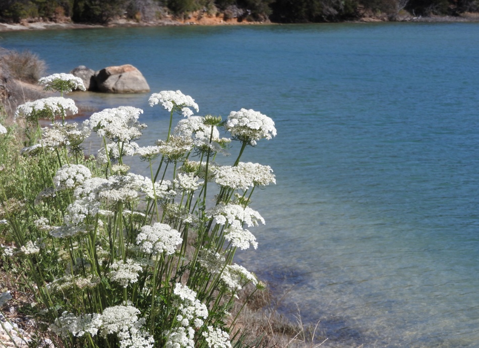 White wildflowers at waters edge 