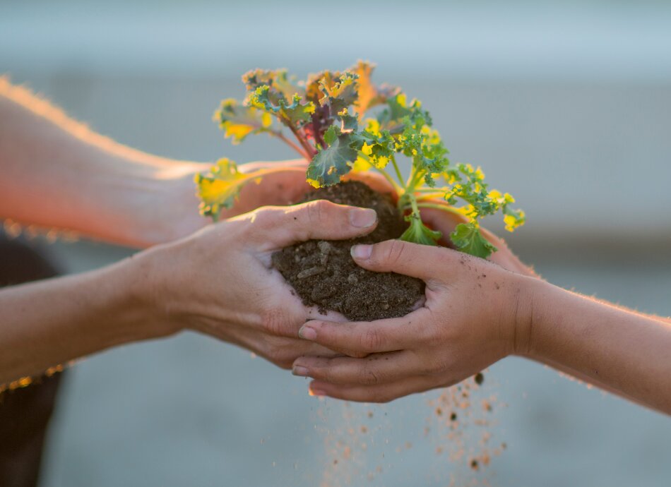 Bare hands holding plant in soil