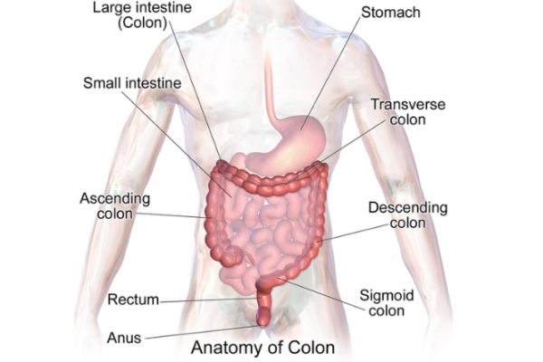 Anatomy of digestive system highlighting the colon