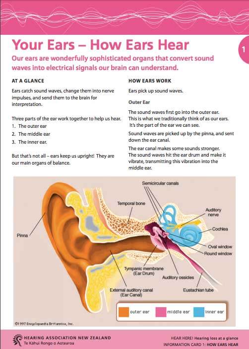 your ears how ears hear hearing association nz