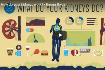 Kidneys – how they work