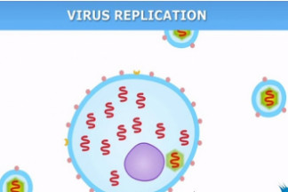 Virus replication