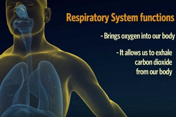 Respiratory conditions – how your lungs work