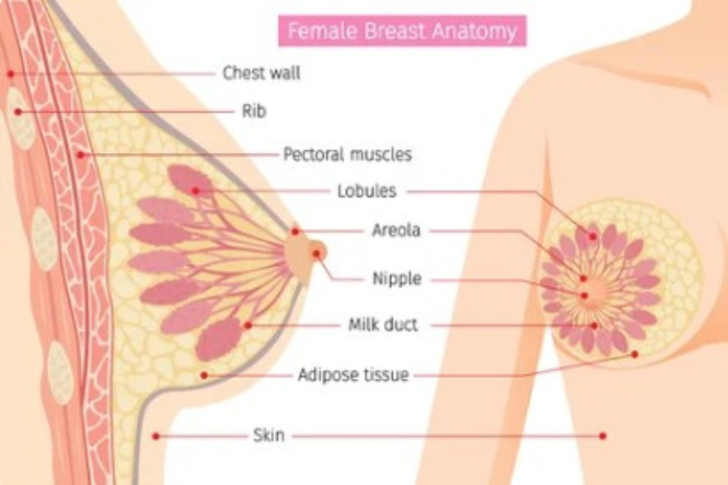 Breast lumps and changes | Health Navigator New Zealand