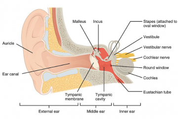 Outer ear infection or inflammation | Pokenga taringa