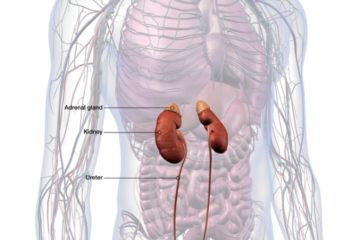 Kidney function blood test – in-depth information