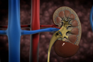 Kidneys – looking after them