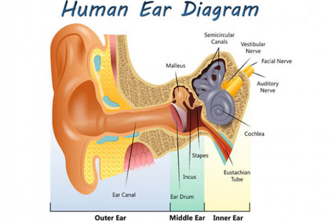 Buitengewoon Lucht Nylon Blocked ears (eustachian tube dysfunction) | Health Navigator NZ